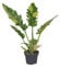 Philodendron 'Ring of Fire' 30 cm - Feurige Zimmerpflanze für Dein Zuhause – Attraktive Grünpflanze mit leuchtenden Farben, Pflegeleicht und Luftreinigend