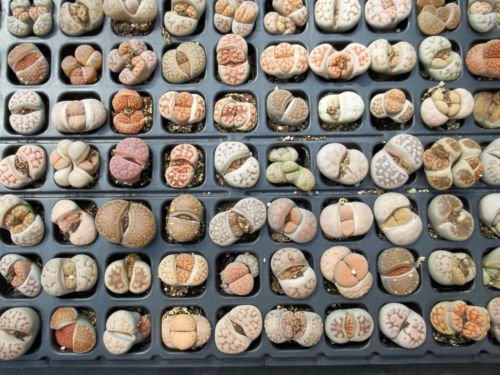 100 semillas piedras vivas Lithops Variedad MIX mesembs suculentas semillas de cactus de piedra