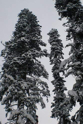 Echte Nordmanntanne (Abies nordmanniana) 100 Samen -Beliebtester Weihnachtsbaum- >Frisches Saatgut<