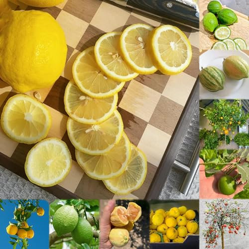 Zitronenbaum winterhart - samen hochbeet balkon bonsai topf pflanzensamen obstbäume winterfeste pflanzen für balkon säulenobst obstpflanzen zitronensamen obst frisch balkonpflanze obst 160pcs