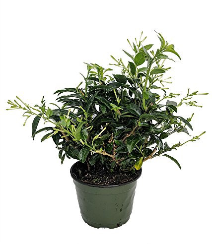 DECOALIVE Planta Natural Galán de Noche