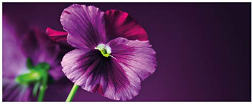 Wallario Glasbild Lila Stiefmütterchen - 32 x 80 cm Wandbilder Glas in Premium-Qualität: Brillante Farben, freischwebende Optik