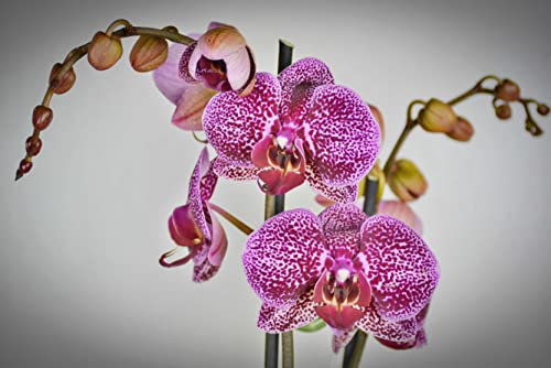 HANSEPUZZLE 27317 - Orchidee Puzzle 2000 Teile | Natur Puzzle mit hochwertiger Puzzle Aufbewahrung: Kartonbox und Wieder verschließbarem Beutel | Puzzle-Maße: 90 x 60 cm