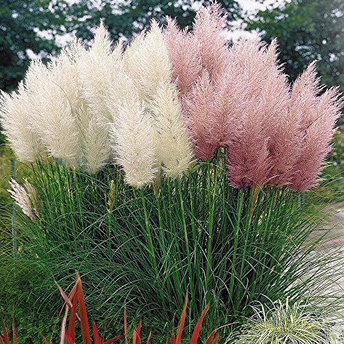 COMBO BLANC & ROSE CORTADERIA SELLOANA HERBE DE PAMPAS AVEC POT PUMILA GRAND DÉCORATIF