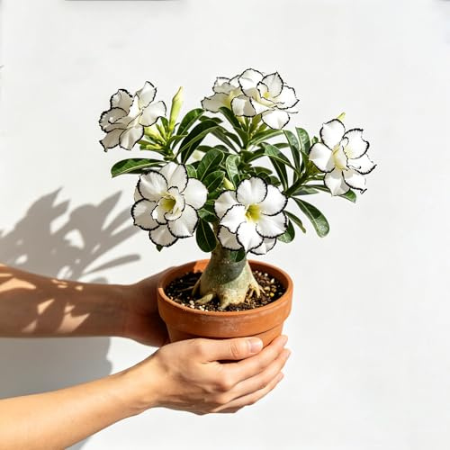Rosa del desierto/tubérculos del desierto, primavera de jardín decoración 4 rizoma - Blanco