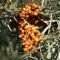 Selbstfruchtbarer Sanddorn `Friesdorfer Orange´, 60-80cm im 5L Topf