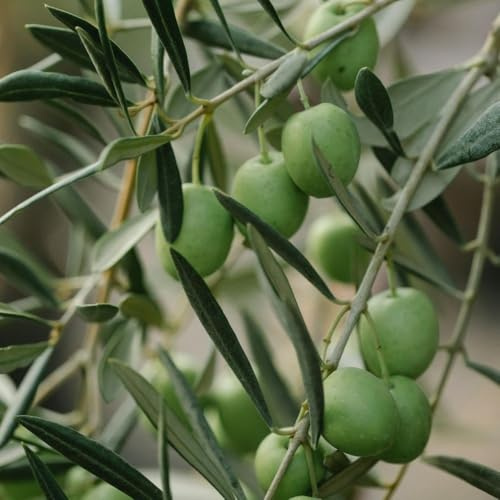 PIANTA DI ULIVO Compatible with BELLA DI SPAGNA *da mensa* in vaso 24 - età 3/4 anni foto reali