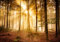 wandmotiv24 Fototapete Wald am Morgen, XL 350 x 245 cm - 7 Teile, Wanddeko, Wandbild, Wandtapete, Sonne, Licht-strahl, Entspannung M0391