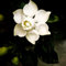 100 Piezas Semillas De Gardenia Arbusto Perenne Flores Reliquias Al Aire Libre Patio Terraza Crecimiento Natural Las Flores Más Populares Plantación Al Aire Libre