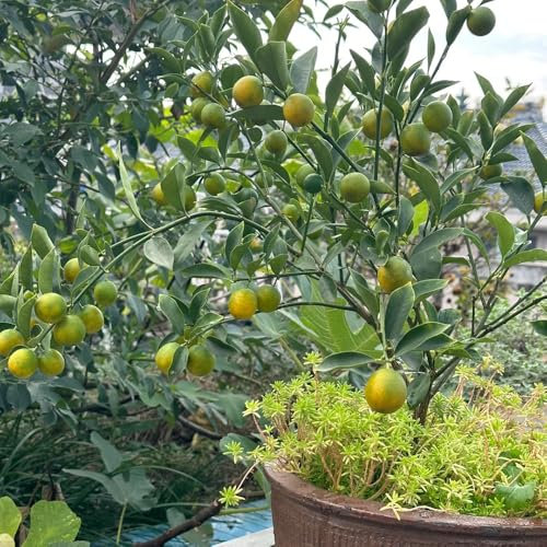 120 pcs Kumquat Baum Samen - Citrus japonica - samen obst extrem winterharte kübelpflanzen Kumquat Pflanze hochbeet balkon sukkulenten winterhart zwergobstbäume samen zimmerpflanzen
