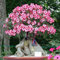 Desert Rose Mix - Wüstenrose - Adenium Obesum - 5 Samen