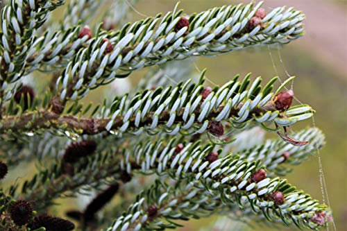 Koreatanne 'Silver Star' - Kräftige Pflanze im 4 lt.-Topf, 25-30 cm