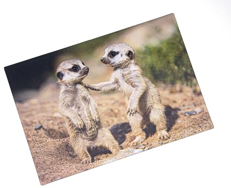 Cornelißen naTierliche Geschenke Cornelissen 3D-Postkarte Erdmännchen-Babys, Wackelkarte Hologrammkarte, Ansichtskarte und Grußkarte, Tiermotiv, 16 x 11 cm