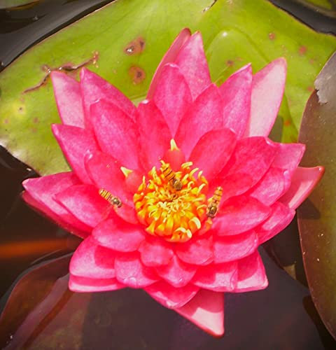 Teichpflanzen Seerosen : Nymphaea Seerose Halbzwergseerose Eric Berthold winterhart Pflanztiefe bis 50 cm