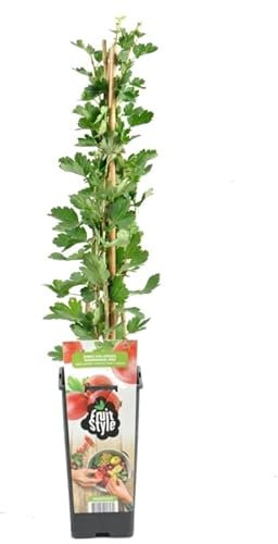 Grosella ROJA Natural Planta Frutal de Exterior Ideal para Cultivar Frutos Rojos