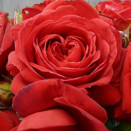 YouGarden Harkness Roses Mark's Rose, 4 Litre Pot, Established Deep Red, Repeat Flowering Garden Shrub Patio Ready To Grow