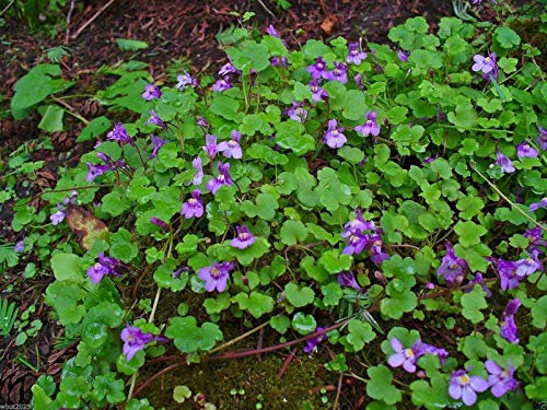 Sweet Violet, English Violet seeds - Viola odorata -