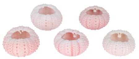 Homoyoyo Coquilles D’oursins Naturelles 5 Pièces, Rose, Forme Spéciale | Tillandsia et Succulentes, Support Décoratif pour Table, Matière de Bricolage Unique Couleur Aléatoire
