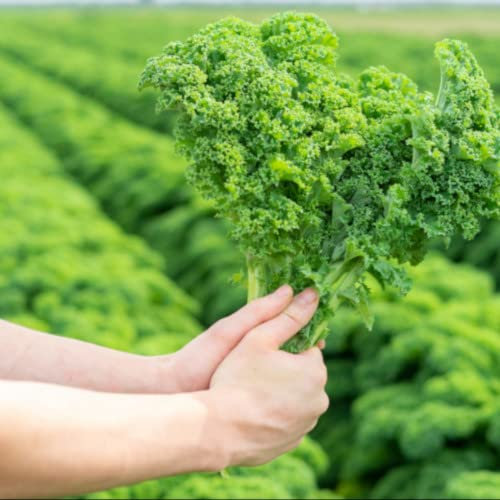 Green Kale Plug Plants Grow Your Own Vegetables from Our Premium Quality 'Ready to Plant Now' Young Vegetable Plants (12)