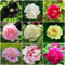 Bulbi Di Peonia Arbustiva, Peonie, Paeonia Suffruticosa, Seme Di Fiori Piante Da Esterno Piante Bonsai Giardinaggio Balcone Fiori Perenni Bulbi 5 Pezzi