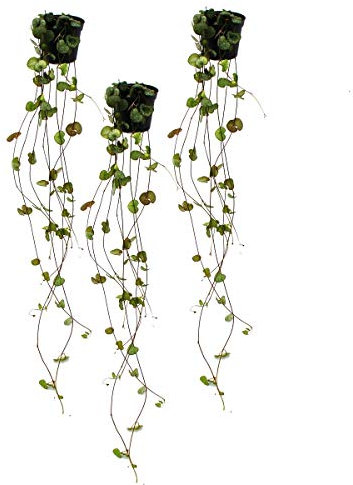 Ceropegia woodii Lot de 3 bougies