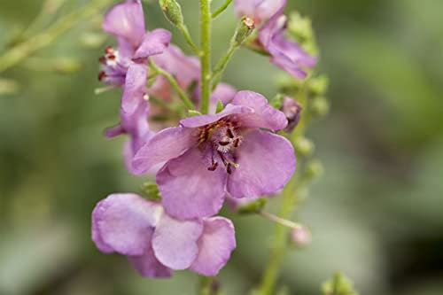 Verbascum phoeniceum 'Violetta' 9x9 cm Topf – Winterhart, Mehrjährig, Pflegeleicht – Purpur-Königskerze – Staude für Beet & Rabatte