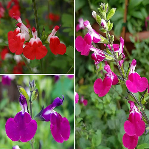 YouGarden Salvia 'Lips Collection' 3 x 9cm Potted Plants, Drought Tolerant, Herbaceous Perennial Plant for Gardens, Perfect in Pots on Patios or Used for Borders