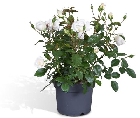 Rosal blanco - planta de flores al aire libre