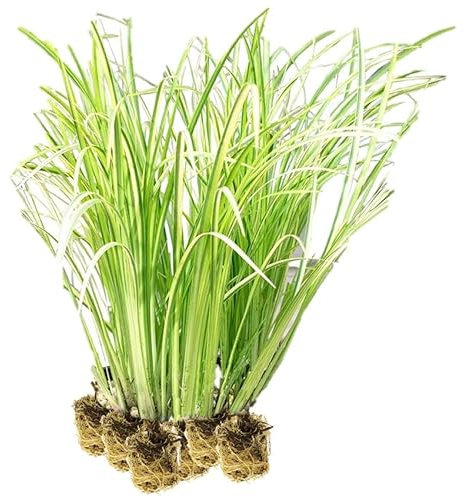 vdvelde.com - Elster Kalmus - 15 Stück - Lose Stecklinge - Acorus Calamus Variegatus - - 15 wasserpflanzen für 1 m² - Ausgewachsene Höhe: 80 cm - Platzierung: -1 bis -20 cm