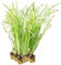 vdvelde.com - Elster Kalmus - 15 Stück - Lose Stecklinge - Acorus Calamus Variegatus - - 15 wasserpflanzen für 1 m² - Ausgewachsene Höhe: 80 cm - Platzierung: -1 bis -20 cm