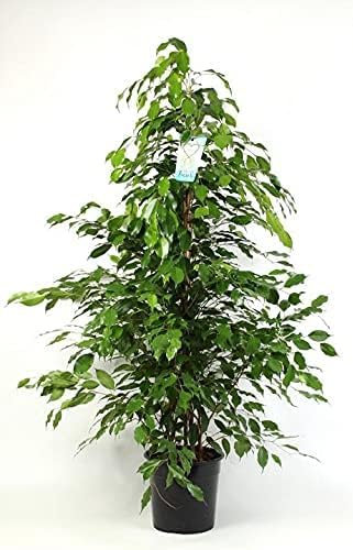 Birkenfeige Ficus benjamina Zimmerpflanze Danielle 95cm T21cm
