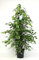 Birkenfeige Ficus benjamina Zimmerpflanze Danielle 95cm T21cm