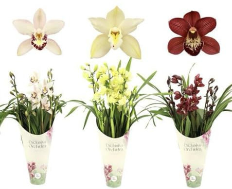 Sehr schöne Exklusive Cymbidium Orchideen Phalanoepsis Zimmerpflanze mit 5 Trieben 60-70 cm hoch, 14 cm Topf, mit Blüten und duftend (keine künstliche Orchidee, ohne Topf. ECHTE Pflanze (weinrot)