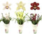 Sehr schöne Exklusive Cymbidium Orchideen Phalanoepsis Zimmerpflanze mit 5 Trieben 60-70 cm hoch, 14 cm Topf, mit Blüten und duftend (keine künstliche Orchidee, ohne Topf. ECHTE Pflanze (weinrot)