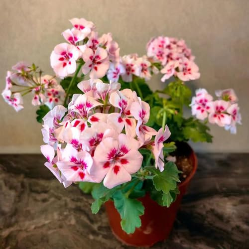 geranien winterharte stauden für pralle sonne geranie sommerblumen wildblumensamen mehrjährig winterhart kräuterpflanzen topfpflanzen echt rankpflanze bonsai topf exotische 100samen