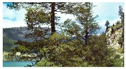 Stk - 10x Nothofagus obliqua Pellin Scheinbuche Baum Garten Pflanzen - Samen ID1468 - Seeds & Plants Shop by Ipsa