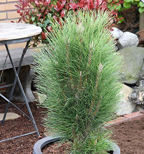 Schwarzkiefer Green Tower 30-40cm - Pinus nigra