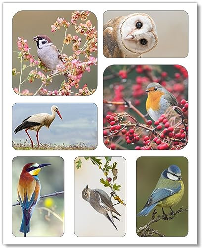 7 Motiv-Magnete mit Vogel-Motiven I Natur-Magneten I eckig I Deko für die Küche, WG und Jugendliche I als Geschenk-Idee I dv1063
