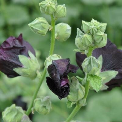 7: 20 Pz/lotto Rhodiola Hollyhock Semi di Fiori, Giardino decorativo FAI da te, Giardino domestico FAI da te facile da coltivare