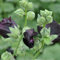 7: 20 Pz/lotto Rhodiola Hollyhock Semi di Fiori, Giardino decorativo FAI da te, Giardino domestico FAI da te facile da coltivare