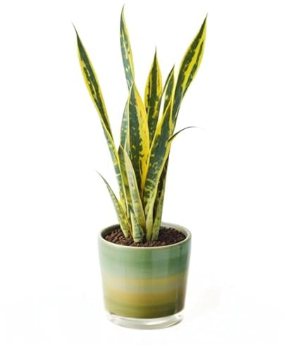 Planta Sansevieria Natural o Lengua de Suegra de Interior o Exterior en Maceta Ø12 cm para Hogar Oficina o Regalo