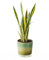 Planta Sansevieria Natural o Lengua de Suegra de Interior o Exterior en Maceta Ø12 cm para Hogar Oficina o Regalo