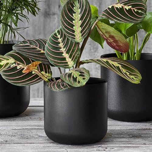 Ivyline Round Lisbon Planter in Dark Grey - Waterproof & Durable - Contemporary Premium Glazed Decorative Indoor Ceramic Flower Pot - H26cm x D26cm