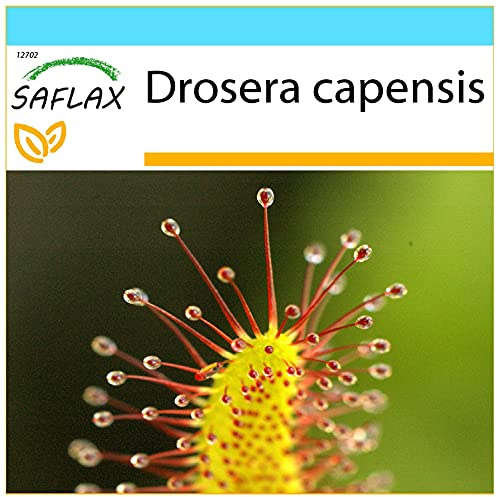 SAFLAX - Geschenk Set - Sonnentau - 200 Samen - Mit Geschenk- / Versandbox, Versandaufkleber, Geschenkkarte und Anzuchtsubstrat - Drosera capensis