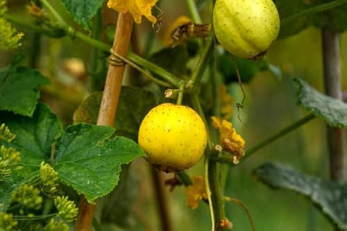 Graines concombre citron, lemon - cucumis sativus- sachet de 1 gramme - Graines de style