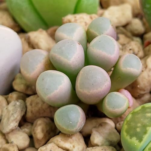 Fenestraria aurantiaca Baby Toes - Sunnyplants, Fenestraria rhopalophylla, Seltene Lithops, Lithops Pflanzen, Lebender Steine, Pflanzen, Lebende Steine, Lithops