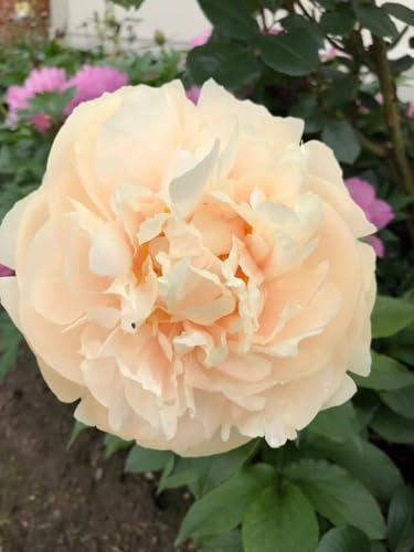 Gefüllte Champagner Pfingstrose Wurzelnackt 3–5 Augen - Mehrjährige Pfingstrose Blumen Garten Pflanze für draußen (2 Wurzeln)