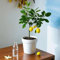 Albero di limone resistente - semi vero albero di limone piante resistenti all'inverno per balconi pianta da balcone albero di limone piante resistenti in vaso balcone rialzato vaso 5pcs