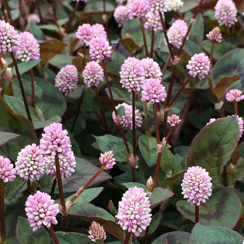 Knöpfchen-Knöterich Samen - Polygonum capitatum - 50 Samen, mehrjährige