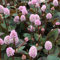 Knöpfchen-Knöterich Samen - Polygonum capitatum - 50 Samen, mehrjährige